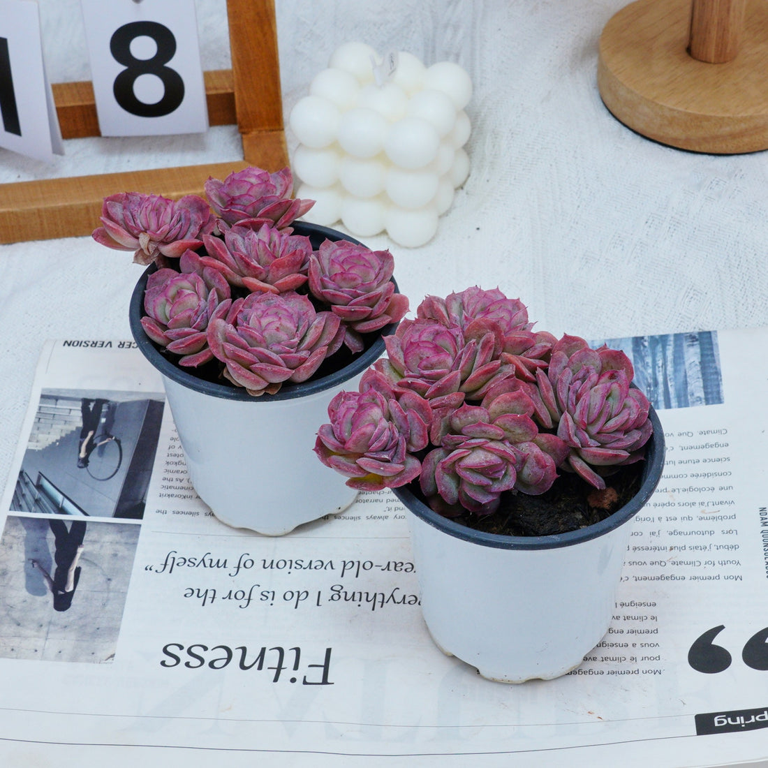 4'' Echeveria Elegans Rose, Rare Live Succulent Plants