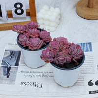 4'' Echeveria Elegans Rose, Rare Live Succulent Plants