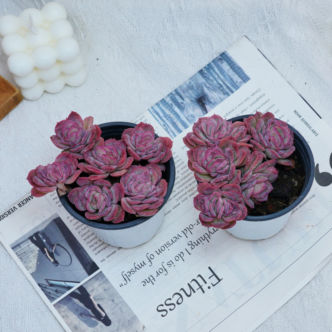 4'' Echeveria Elegans Rose, Rare Live Succulent Plants