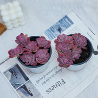 4'' Echeveria Elegans Rose, Rare Live Succulent Plants