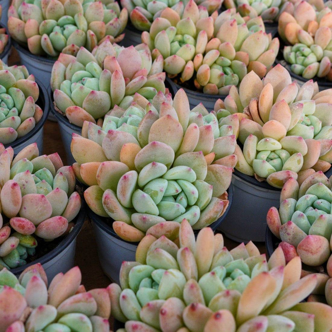 4'' Echeveria Wangshu, Rare Live Succulent Plants