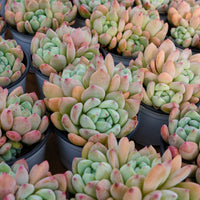 4'' Echeveria Wangshu, Rare Live Succulent Plants