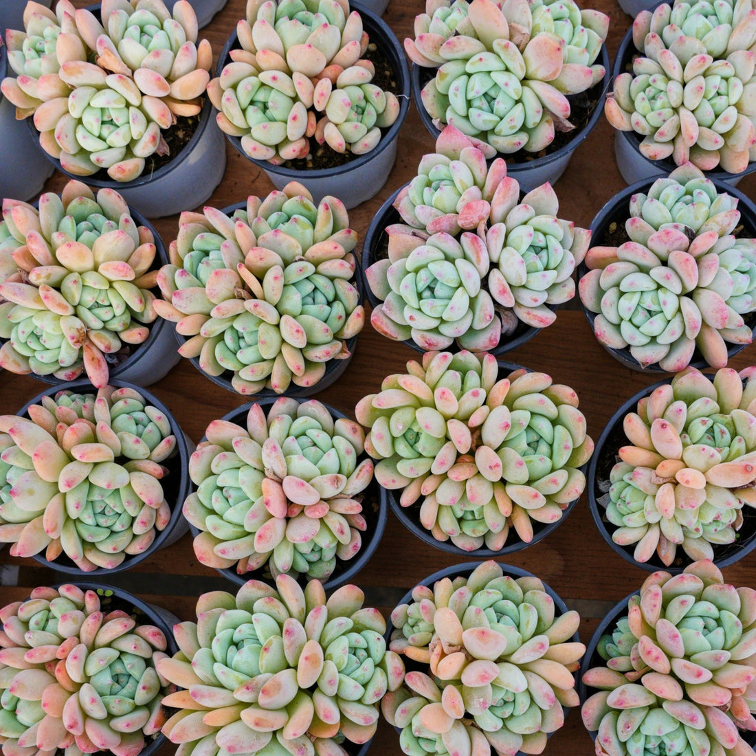 4'' Echeveria Wangshu, Rare Live Succulent Plants