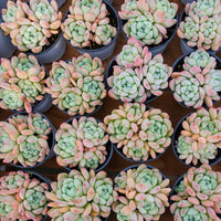 4'' Echeveria Wangshu, Rare Live Succulent Plants