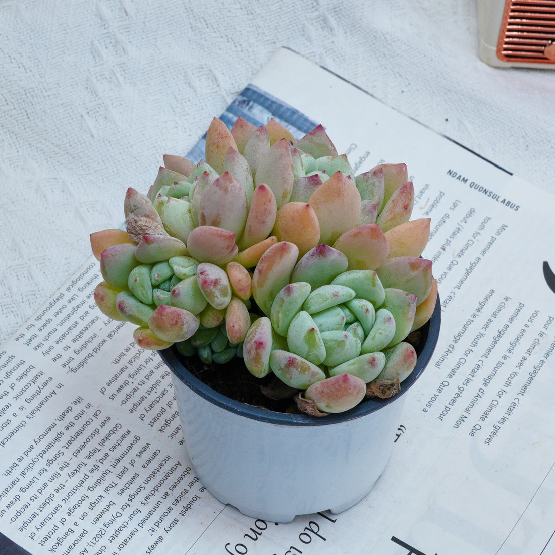 4'' Echeveria Wangshu, Rare Live Succulent Plants