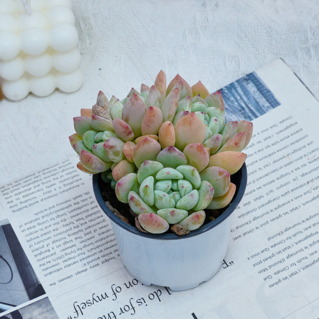 4'' Echeveria Wangshu, Rare Live Succulent Plants