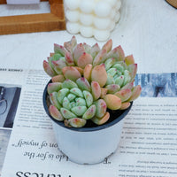 4'' Echeveria Wangshu, Rare Live Succulent Plants