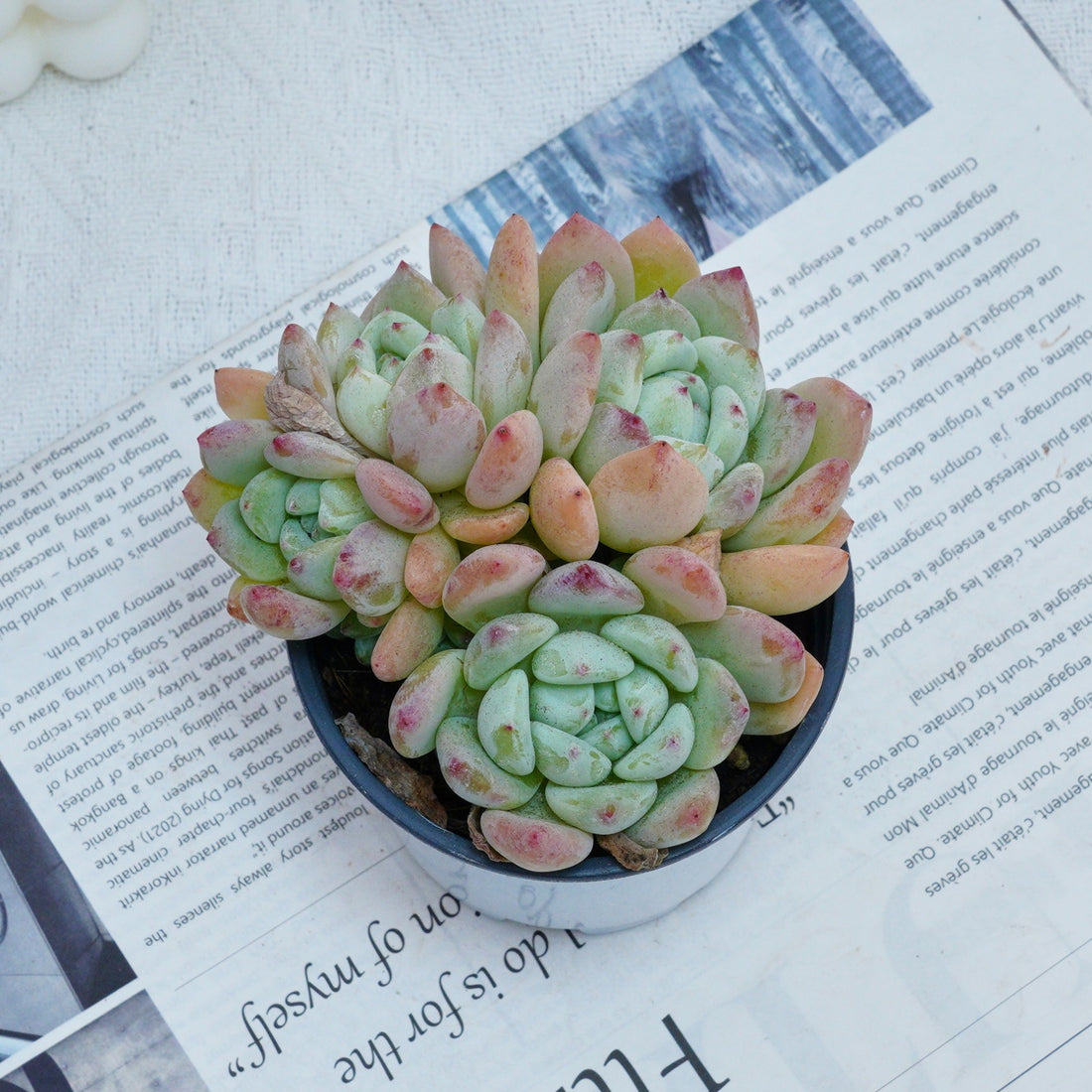 4'' Echeveria Wangshu, Rare Live Succulent Plants