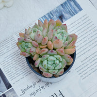 4'' Echeveria Wangshu, Rare Live Succulent Plants
