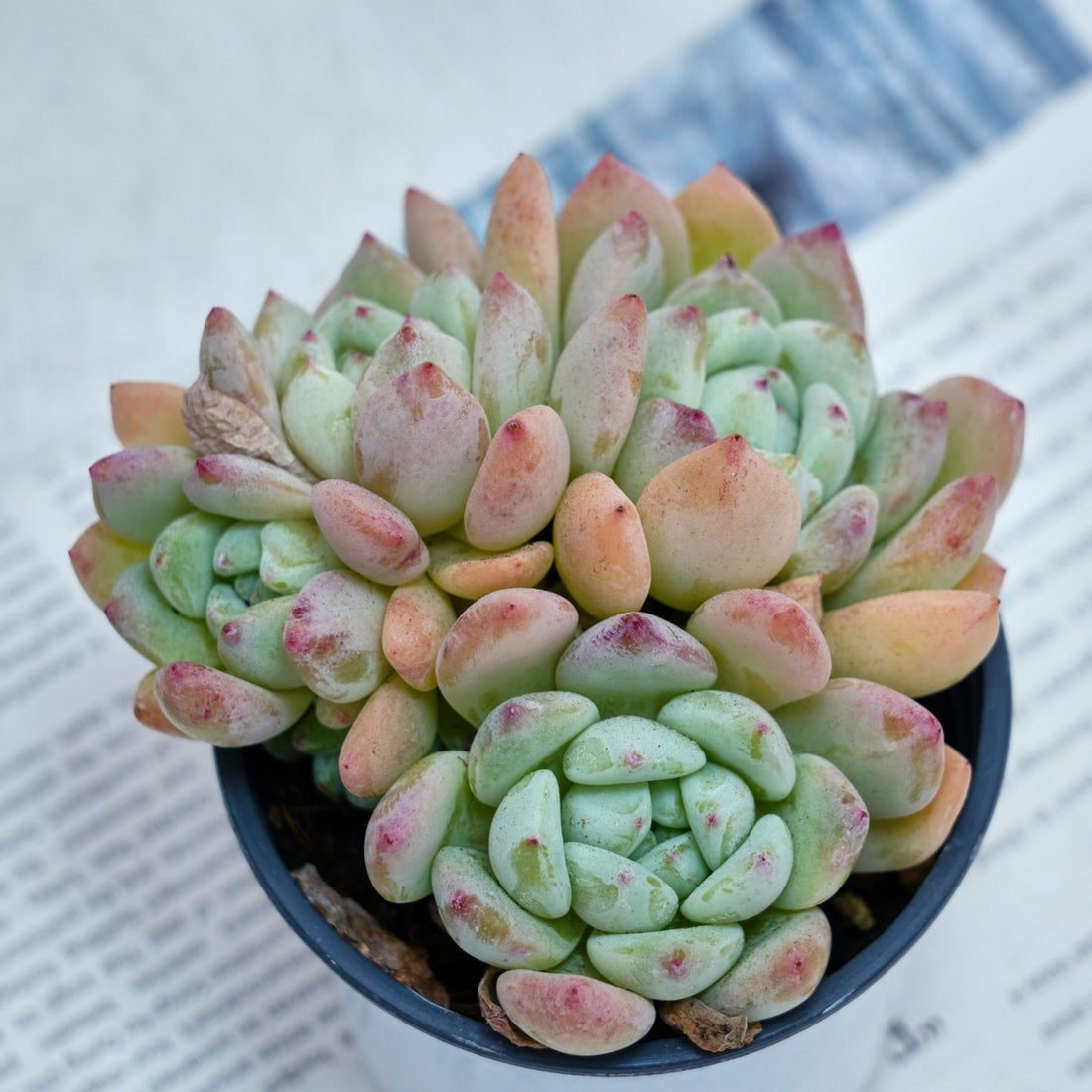 4'' Echeveria Wangshu, Rare Live Succulent Plants
