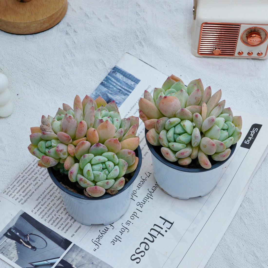 4'' Echeveria Wangshu, Rare Live Succulent Plants