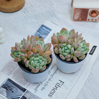 4'' Echeveria Wangshu, Rare Live Succulent Plants