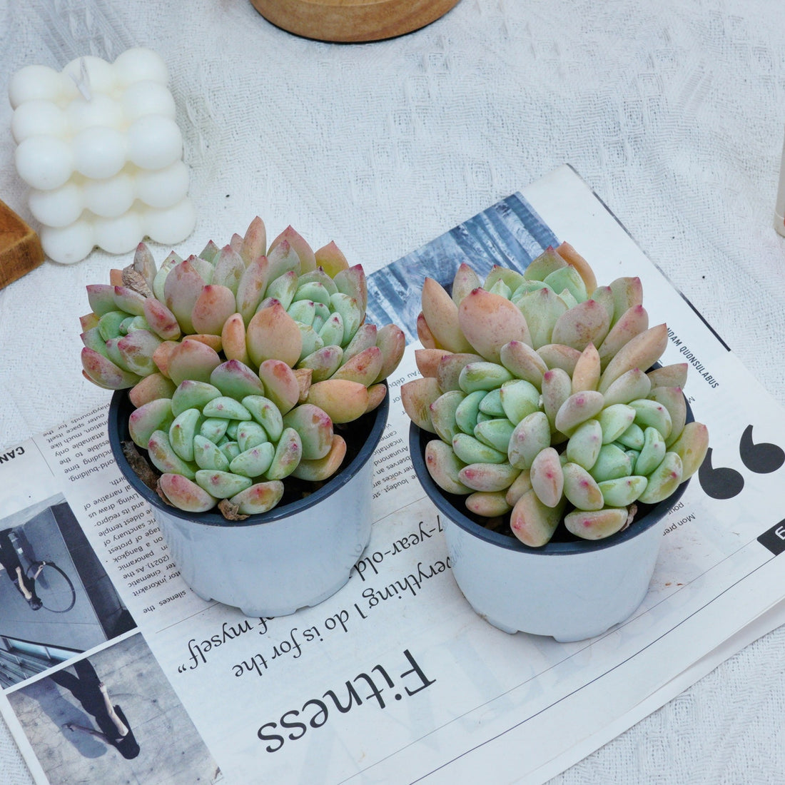 4'' Echeveria Wangshu, Rare Live Succulent Plants