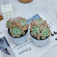 4'' Echeveria Wangshu, Rare Live Succulent Plants