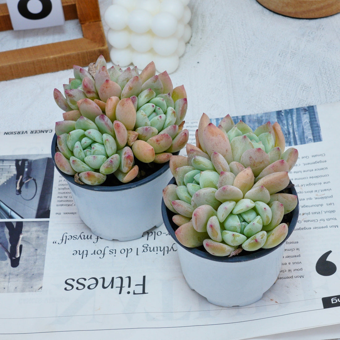 4'' Echeveria Wangshu, Rare Live Succulent Plants