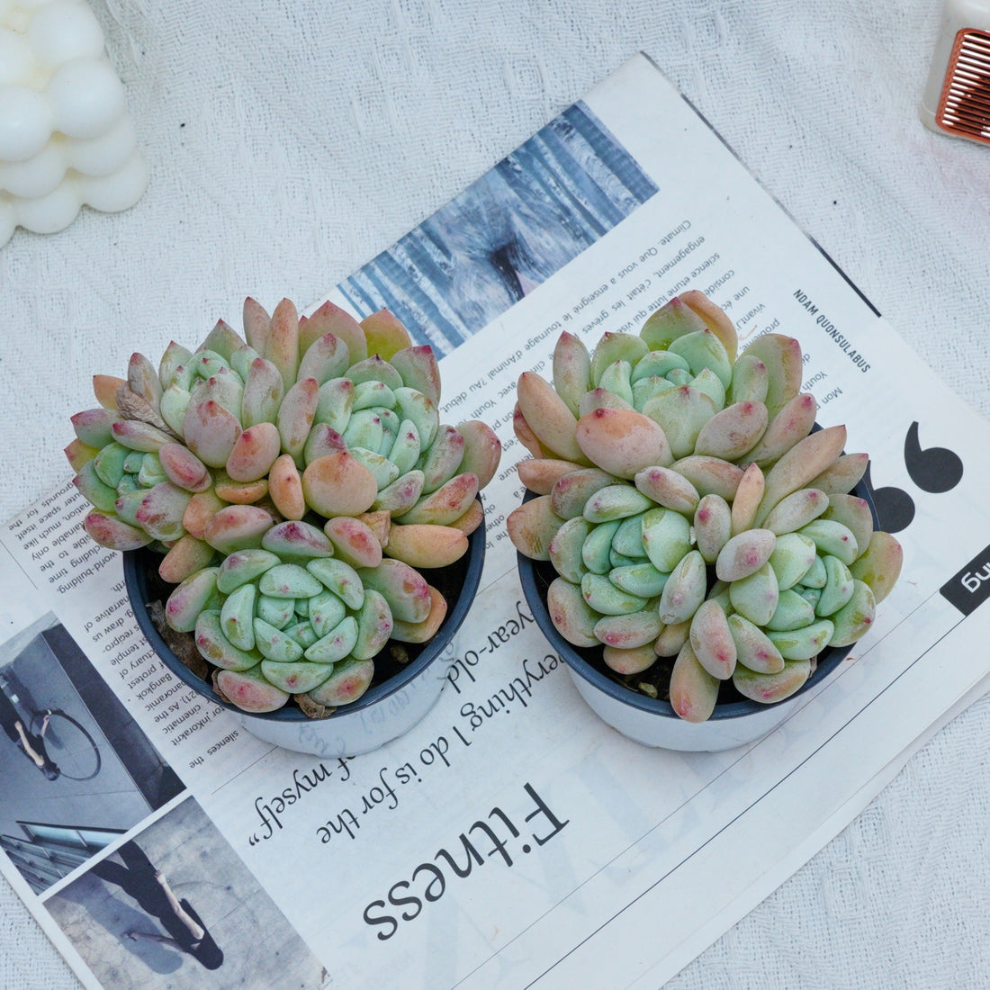4'' Echeveria Wangshu, Rare Live Succulent Plants