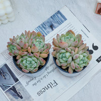 4'' Echeveria Wangshu, Rare Live Succulent Plants