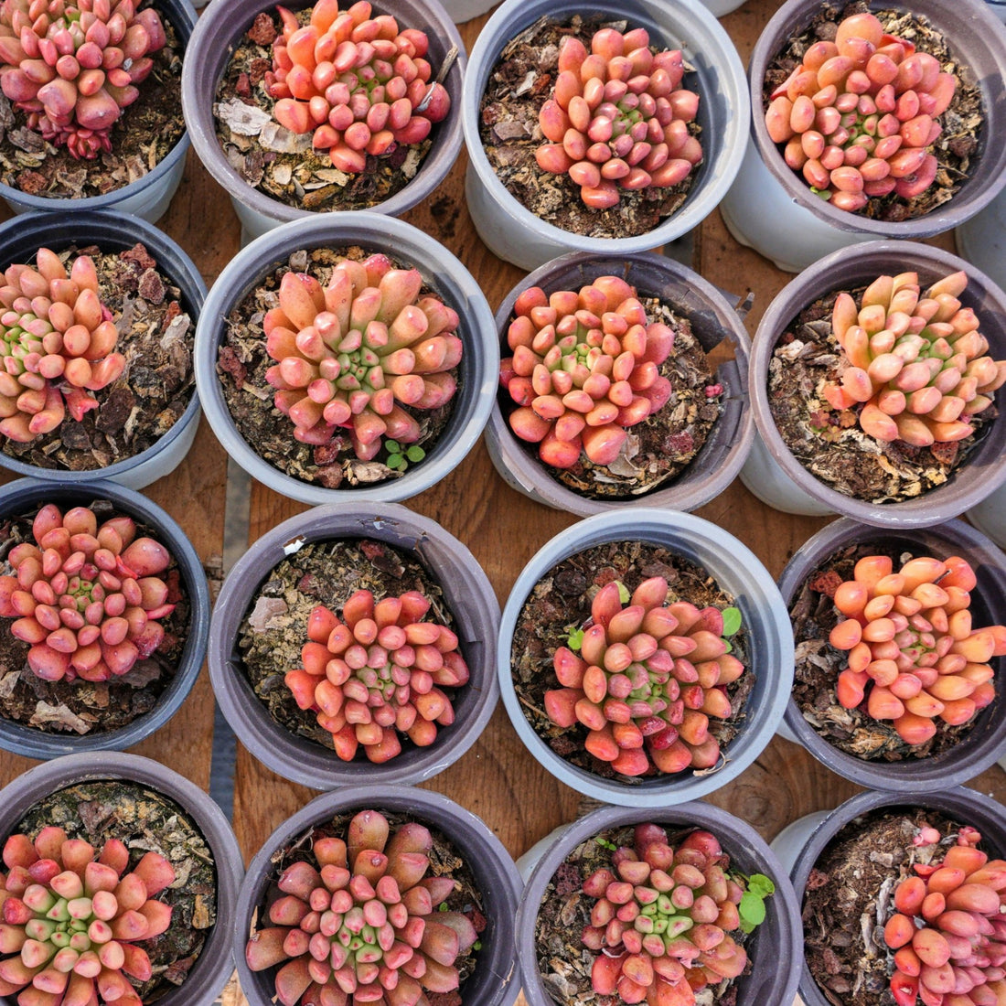 3'' Echeveria Pink Rubby, Rare Live Succulent Plants