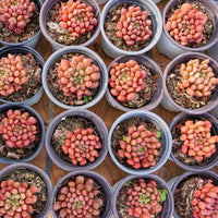 3'' Echeveria Pink Rubby, Rare Live Succulent Plants
