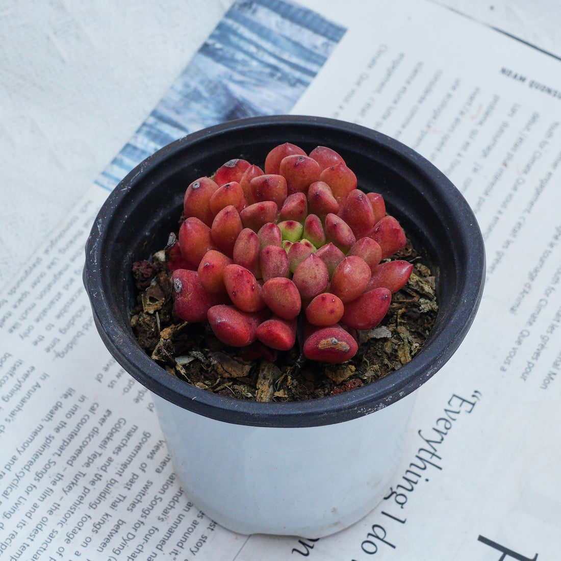 3'' Echeveria Pink Rubby, Rare Live Succulent Plants