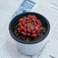 3'' Echeveria Pink Rubby, Rare Live Succulent Plants