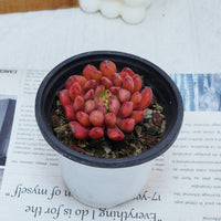3'' Echeveria Pink Rubby, Rare Live Succulent Plants