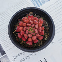 3'' Echeveria Pink Rubby, Rare Live Succulent Plants