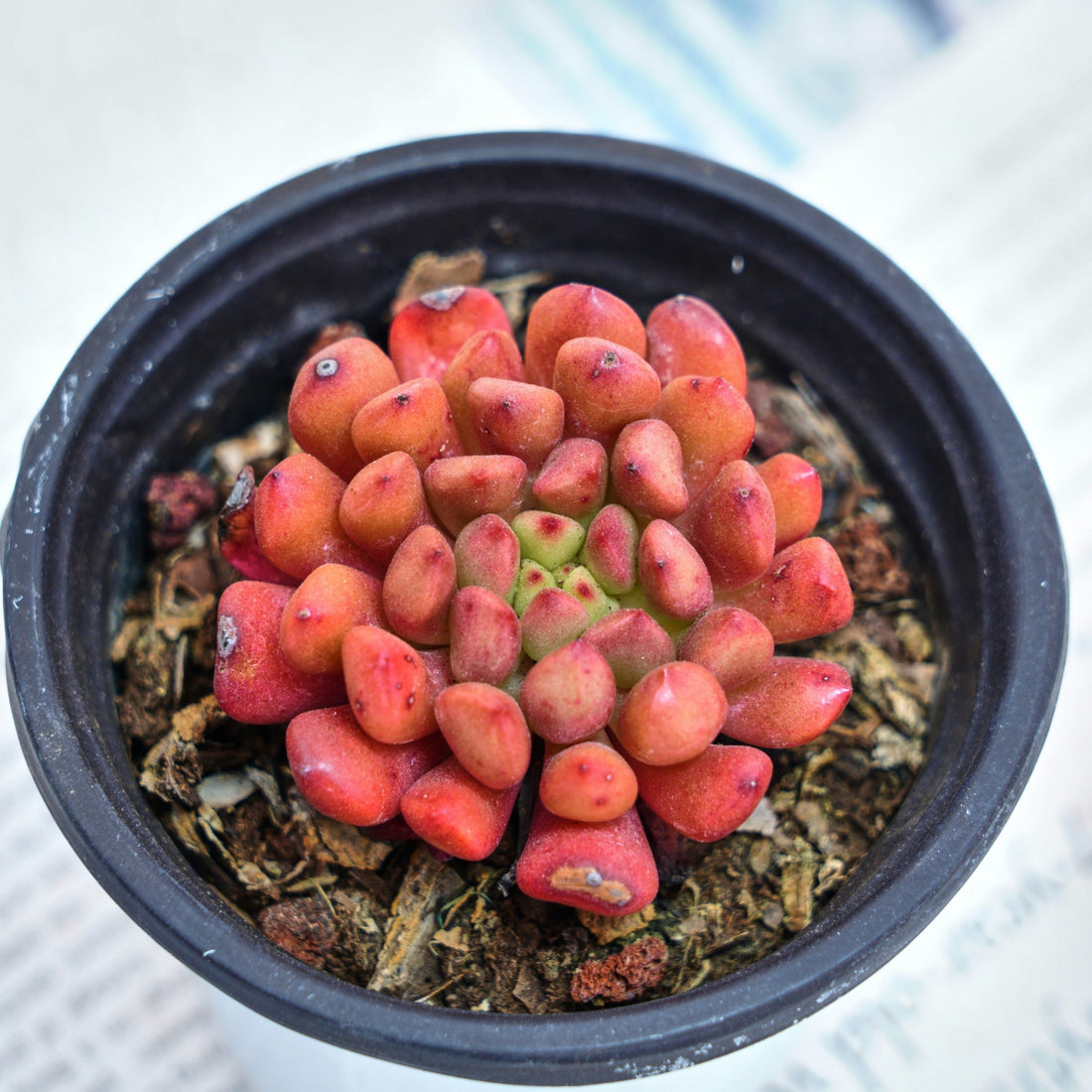 3'' Echeveria Pink Rubby, Rare Live Succulent Plants