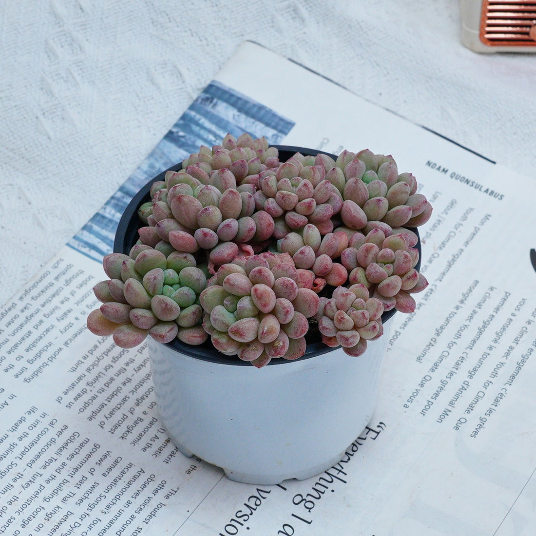 4'' Echeveria Red Bean, Rare Live Succulent Plants