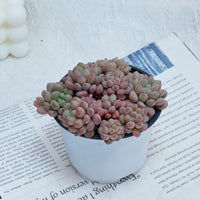 4'' Echeveria Red Bean, Rare Live Succulent Plants