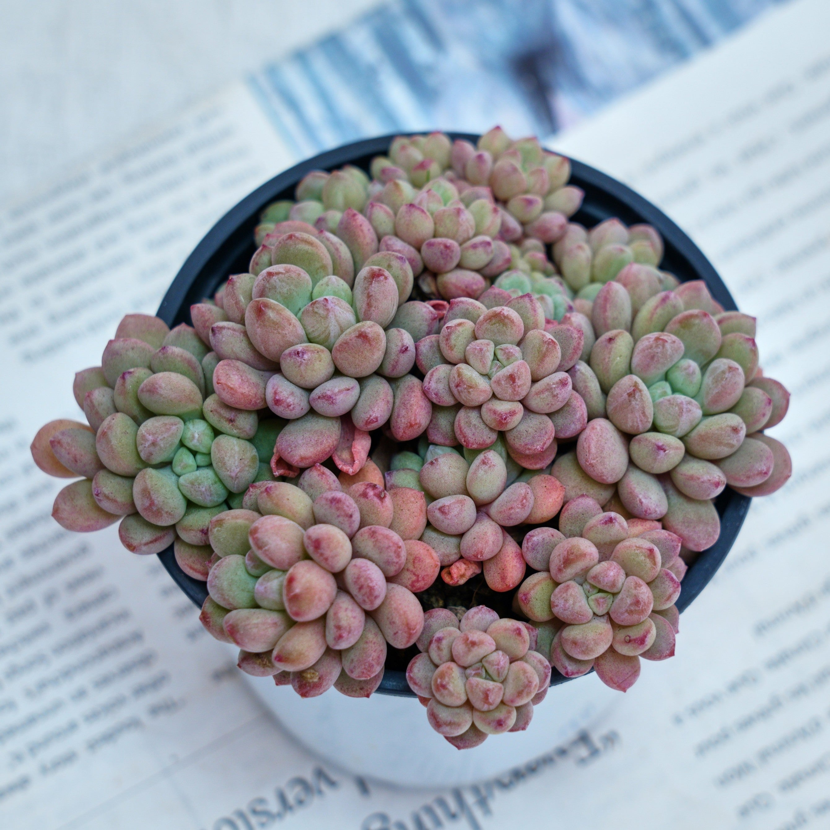 bean succulent 4'' Echeveria Red Bean, Rare Live Succulent Plants – cocosucculent