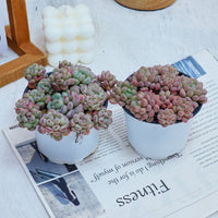 4'' Echeveria Red Bean, Rare Live Succulent Plants