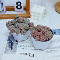 4'' Echeveria Red Bean, Rare Live Succulent Plants
