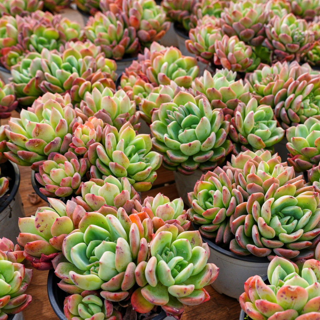 4'' Echeveria Fanta, Rare Live Succulent Plants