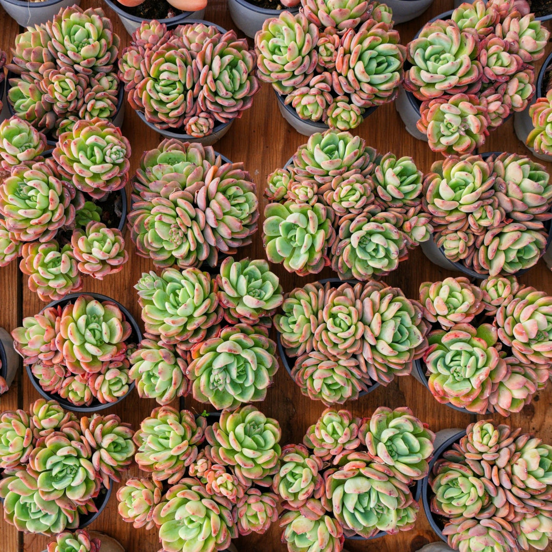 4'' Echeveria Fanta, Rare Live Succulent Plants