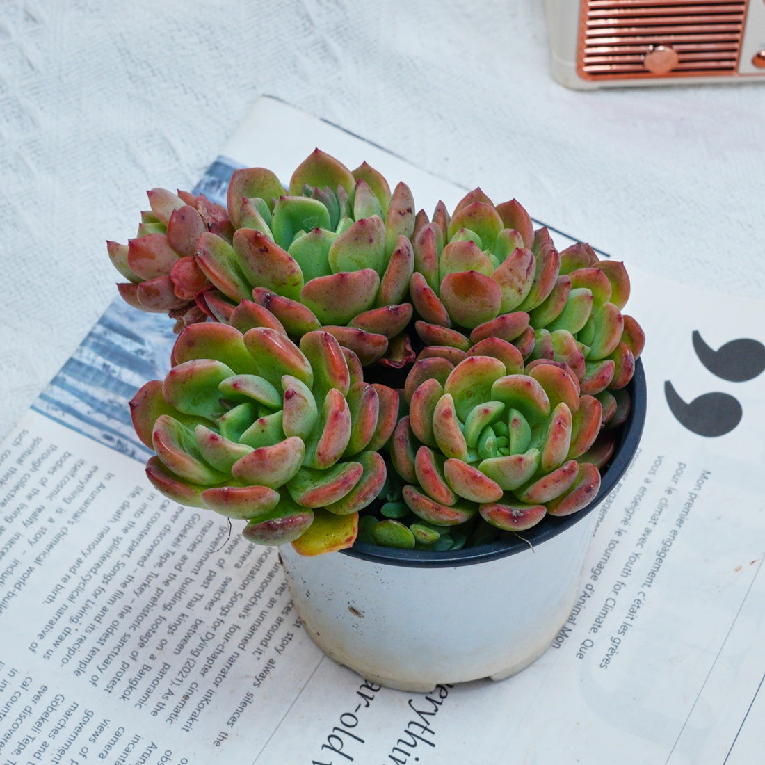 4'' Echeveria Fanta, Rare Live Succulent Plants