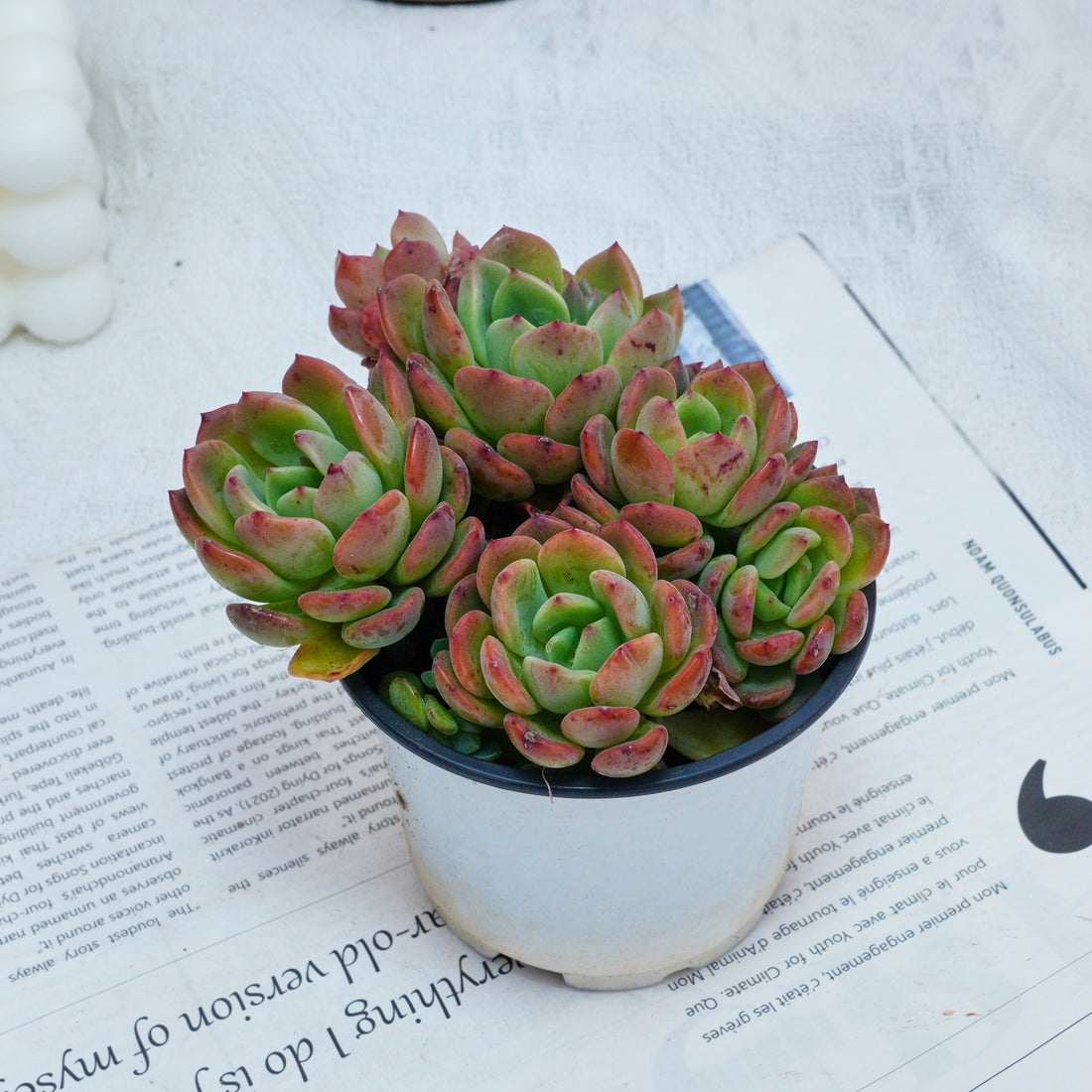 4'' Echeveria Fanta, Rare Live Succulent Plants