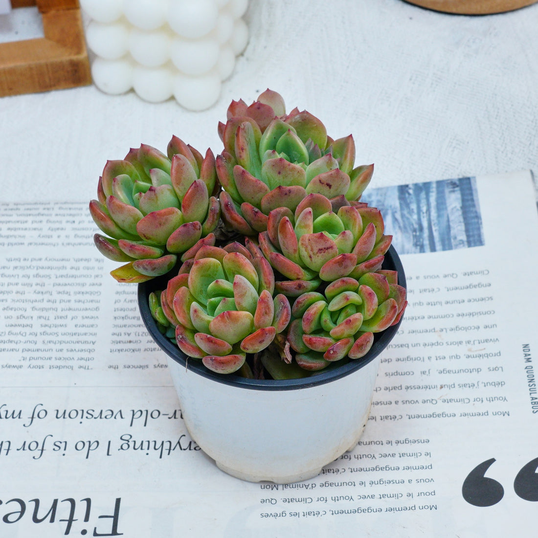 4'' Echeveria Fanta, Rare Live Succulent Plants