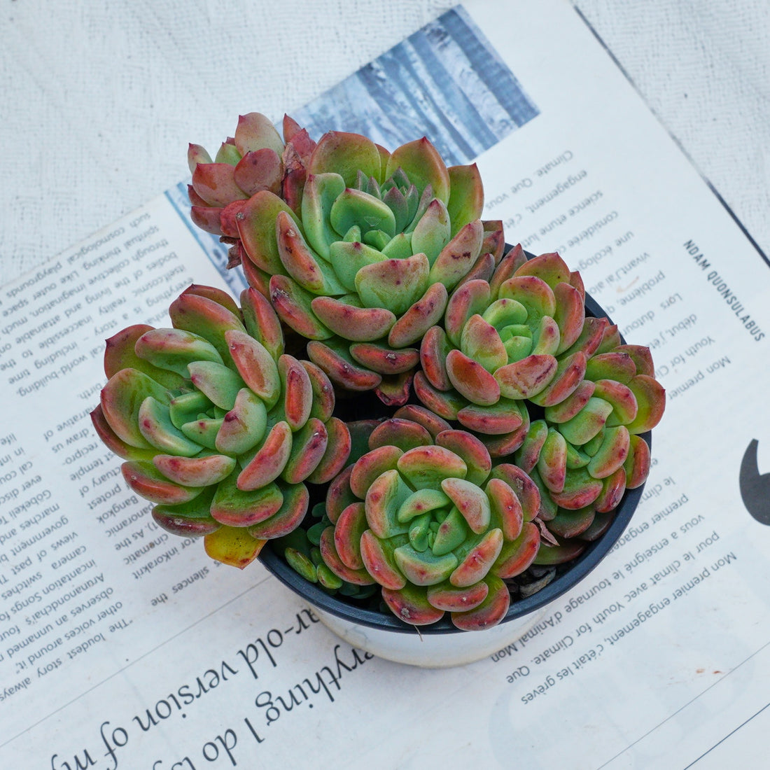 4'' Echeveria Fanta, Rare Live Succulent Plants