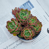 4'' Echeveria Fanta, Rare Live Succulent Plants