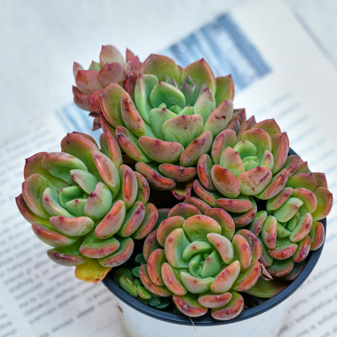 4'' Echeveria Fanta, Rare Live Succulent Plants