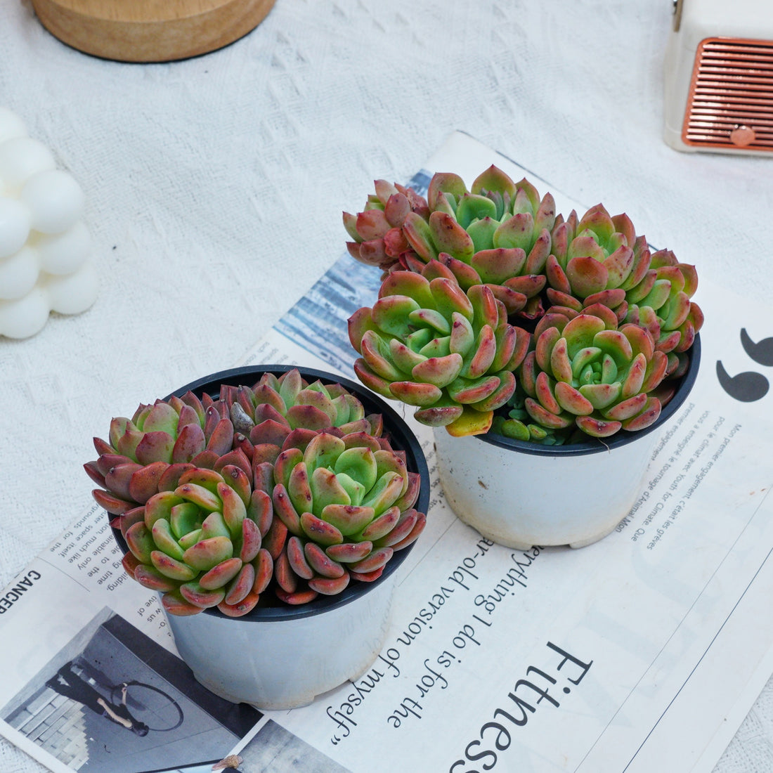 4'' Echeveria Fanta, Rare Live Succulent Plants