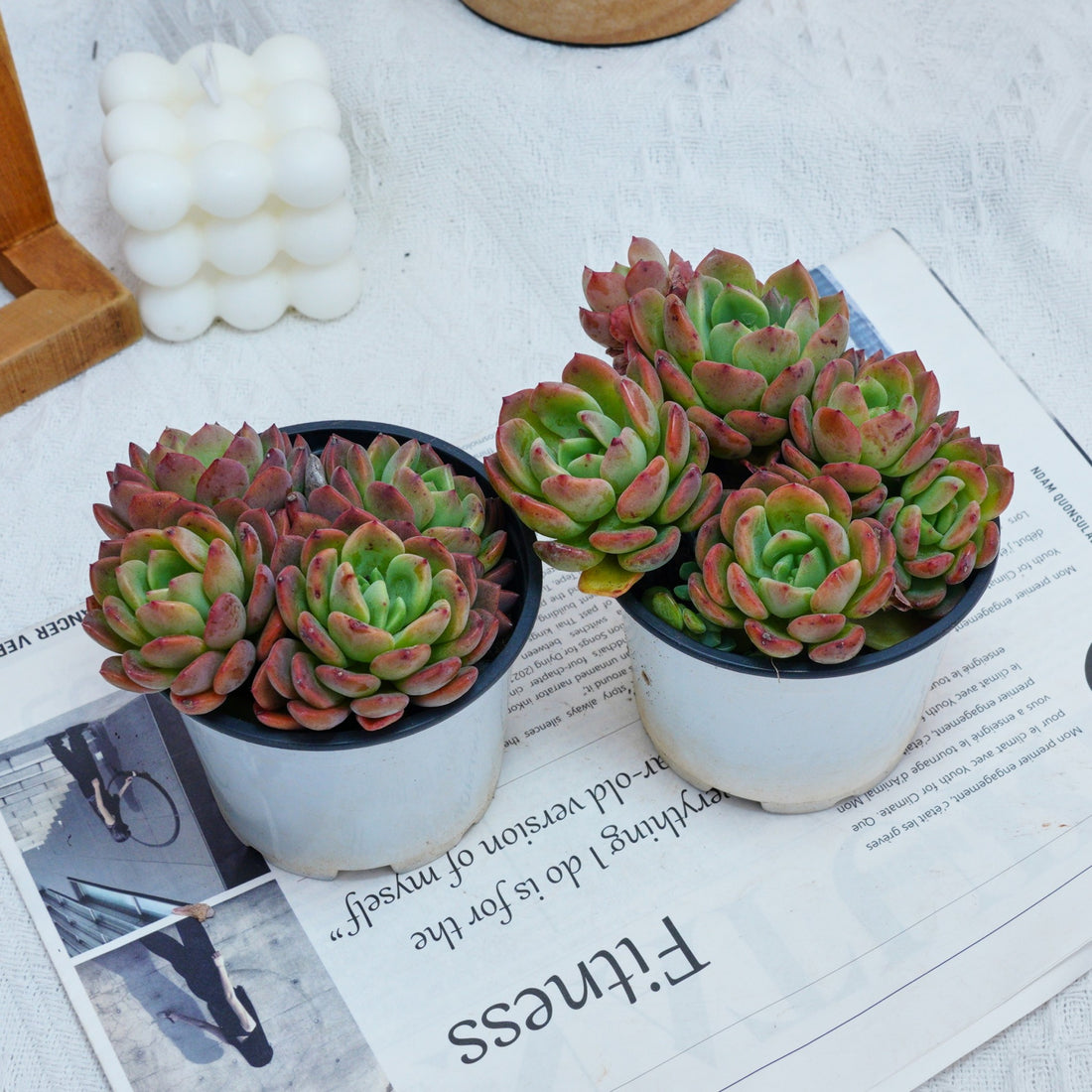 4'' Echeveria Fanta, Rare Live Succulent Plants