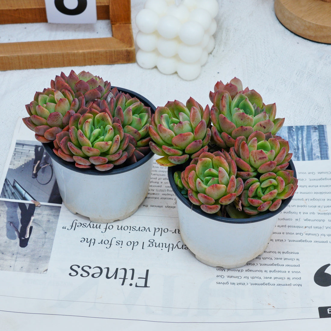 4'' Echeveria Fanta, Rare Live Succulent Plants