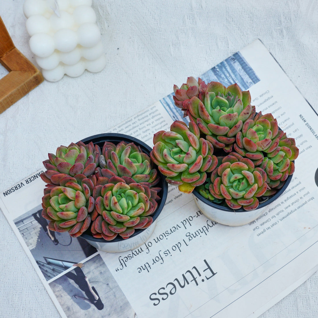 4'' Echeveria Fanta, Rare Live Succulent Plants