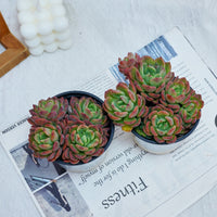 4'' Echeveria Fanta, Rare Live Succulent Plants