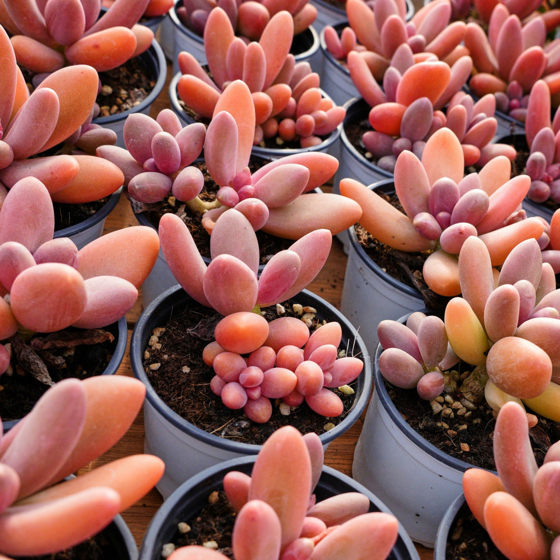 4'' Pachyphytum Captain Jessop, Rare Live Succulent Plants
