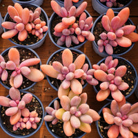 4'' Pachyphytum Captain Jessop, Rare Live Succulent Plants