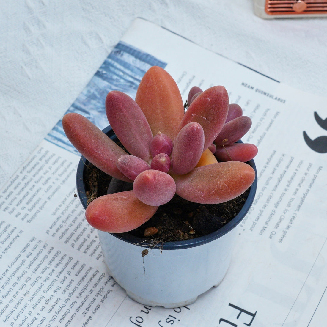4'' Pachyphytum Captain Jessop, Rare Live Succulent Plants