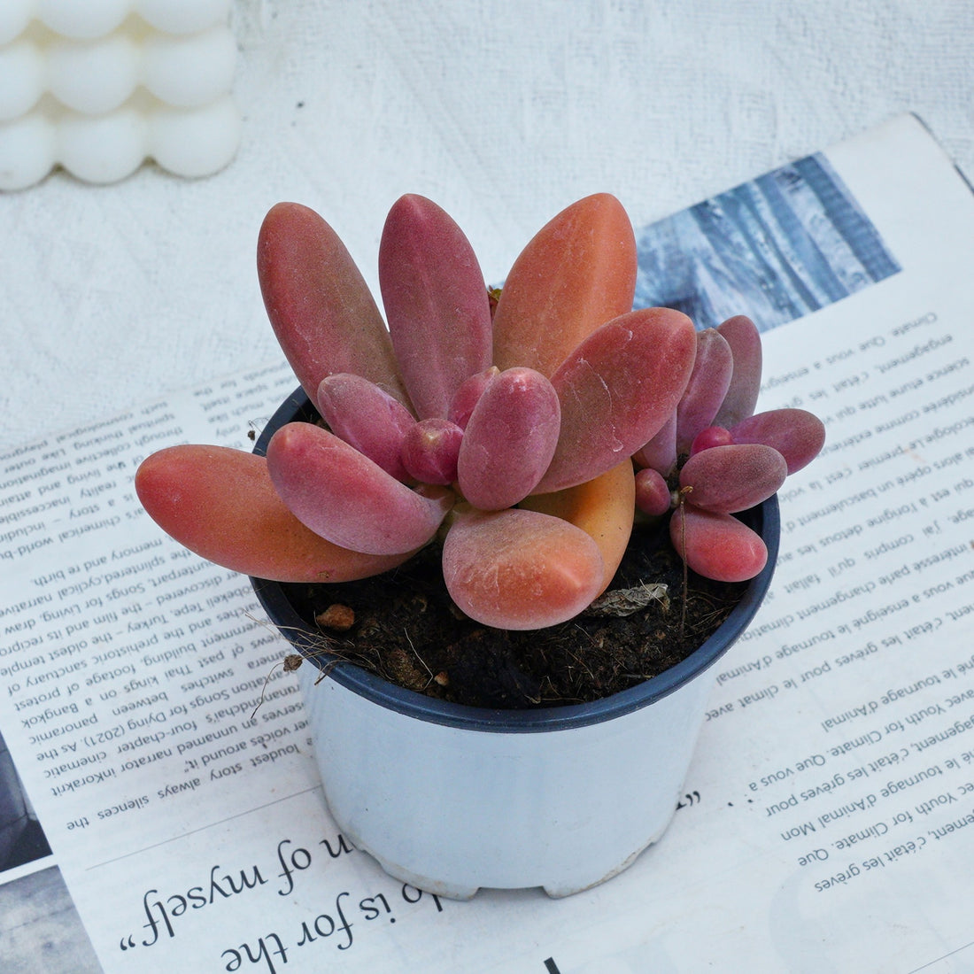 4'' Pachyphytum Captain Jessop, Rare Live Succulent Plants